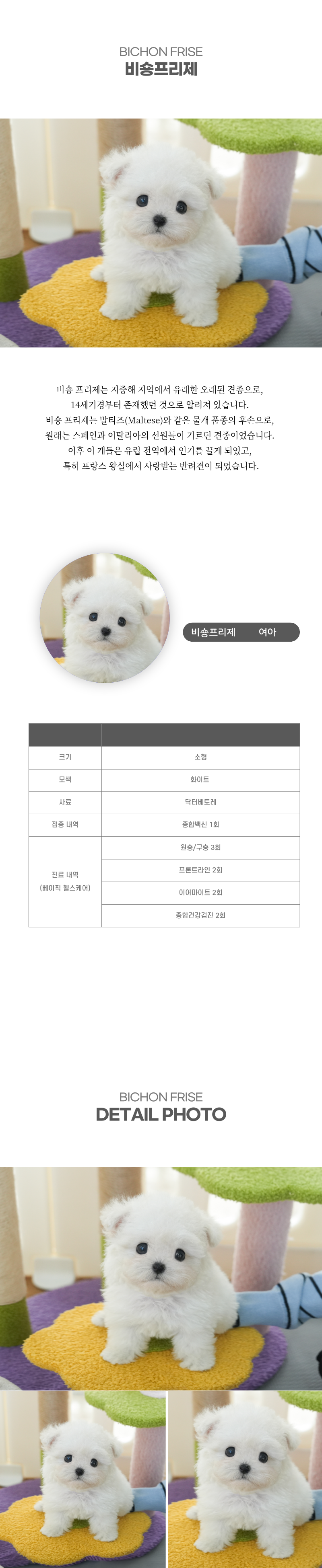 미니비숑_상세이미지_2